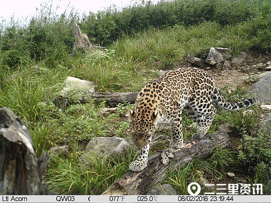 【二三里】探尋秦嶺C位擔當：揭秘處在秦嶺食物鏈最頂端的野生動物——金錢豹