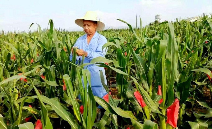 育種專家的新春心愿③ | 竇秉德：讓鮮食玉米成為致富產業(yè)